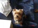 Photos: Yorkshire terrier (Dog standard) (pictures, images)