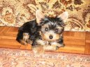 Photos: Yorkshire terrier (Dog standard) (pictures, images)