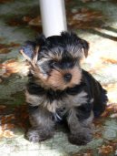 Photos: Yorkshire terrier (Dog standard) (pictures, images)