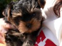 Photos: Yorkshire terrier (Dog standard) (pictures, images)