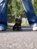 Photos: Yorkshire terrier (Dog standard) (pictures, images)