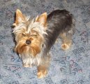 Photos: Yorkshire terrier (Dog standard) (pictures, images)