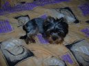 Photos: Yorkshire terrier (Dog standard) (pictures, images)