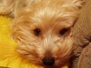 Photos: Yorkshire terrier (Dog standard) (pictures, images)