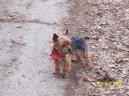 Photos: Yorkshire terrier (Dog standard) (pictures, images)