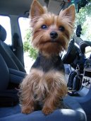 Photos: Yorkshire terrier (Dog standard) (pictures, images)