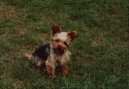 Photos: Yorkshire terrier (Dog standard) (pictures, images)