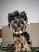 Photos: Yorkshire terrier (Dog standard) (pictures, images)