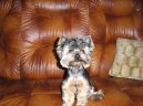 Photos: Yorkshire terrier (Dog standard) (pictures, images)