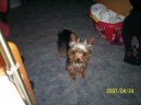 Photos: Yorkshire terrier (Dog standard) (pictures, images)