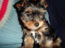 Photos: Yorkshire terrier (Dog standard) (pictures, images)