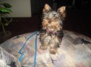 Photos: Yorkshire terrier (Dog standard) (pictures, images)