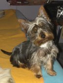 Photos: Yorkshire terrier (Dog standard) (pictures, images)