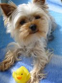 Photos: Yorkshire terrier (Dog standard) (pictures, images)