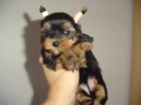 Photos: Yorkshire terrier (Dog standard) (pictures, images)