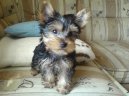 Photos: Yorkshire terrier (Dog standard) (pictures, images)