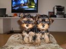 Photos: Yorkshire terrier (Dog standard) (pictures, images)