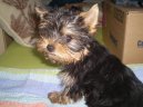 Photos: Yorkshire terrier (Dog standard) (pictures, images)