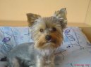 Photos: Yorkshire terrier (Dog standard) (pictures, images)