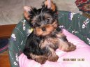 Photos: Yorkshire terrier (Dog standard) (pictures, images)