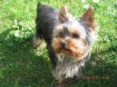 Photos: Yorkshire terrier (Dog standard) (pictures, images)