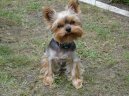 Photos: Yorkshire terrier (Dog standard) (pictures, images)