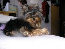 Photos: Yorkshire terrier (Dog standard) (pictures, images)