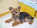 Photos: Yorkshire terrier (Dog standard) (pictures, images)