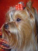 Photos: Yorkshire terrier (Dog standard) (pictures, images)