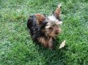 Photos: Yorkshire terrier (Dog standard) (pictures, images)