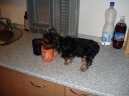 Photos: Yorkshire terrier (Dog standard) (pictures, images)