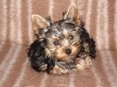 Photos: Yorkshire terrier (Dog standard) (pictures, images)