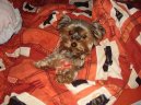 Photos: Yorkshire terrier (Dog standard) (pictures, images)