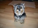 Photos: Yorkshire terrier (Dog standard) (pictures, images)