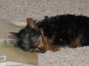 Photos: Yorkshire terrier (Dog standard) (pictures, images)