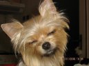 Photos: Yorkshire terrier (Dog standard) (pictures, images)