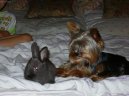 Photos: Yorkshire terrier (Dog standard) (pictures, images)