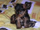 Photos: Yorkshire terrier (Dog standard) (pictures, images)