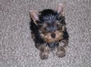 Photos: Yorkshire terrier (Dog standard) (pictures, images)