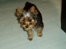 Photos: Yorkshire terrier (Dog standard) (pictures, images)