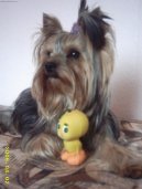 Photos: Yorkshire terrier (Dog standard) (pictures, images)