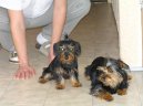 Photos: Yorkshire terrier (Dog standard) (pictures, images)