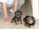 Photos: Yorkshire terrier (Dog standard) (pictures, images)