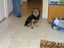 Photos: Yorkshire terrier (Dog standard) (pictures, images)