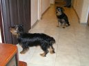 Photos: Yorkshire terrier (Dog standard) (pictures, images)