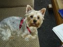 Photos: Yorkshire terrier (Dog standard) (pictures, images)