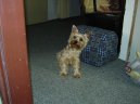 Photos: Yorkshire terrier (Dog standard) (pictures, images)