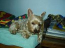 Photos: Yorkshire terrier (Dog standard) (pictures, images)