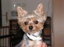 Photos: Yorkshire terrier (Dog standard) (pictures, images)