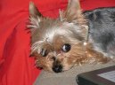 Photos: Yorkshire terrier (Dog standard) (pictures, images)